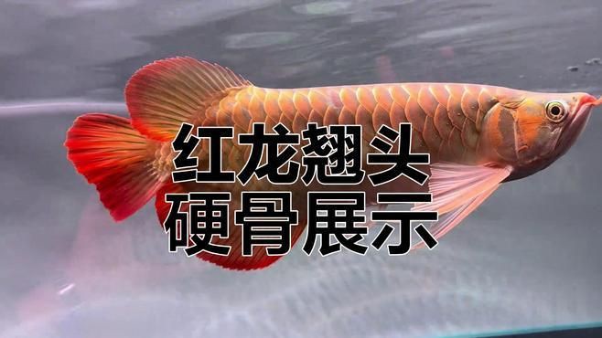 斯巴沃紅龍有哪些品種？【斯巴沃紅龍:透紅大骨與穩健成長】
