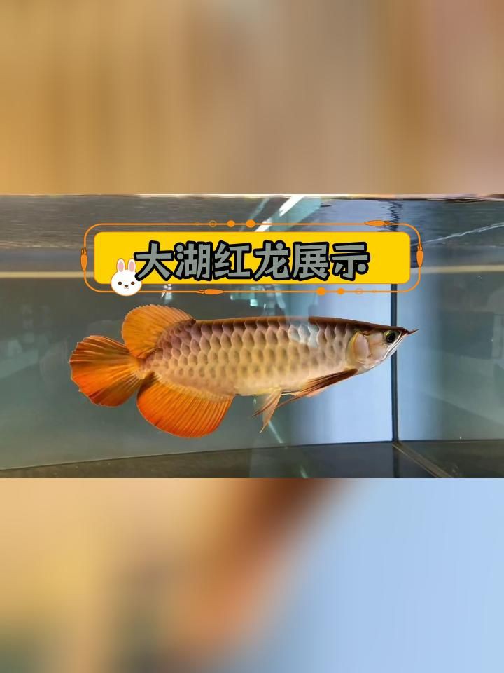 斯巴沃紅龍有哪些品種？【斯巴沃紅龍:透紅大骨與穩健成長】