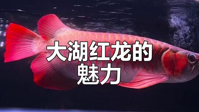 斯巴沃紅龍有哪些品種？【斯巴沃紅龍:透紅大骨與穩健成長】