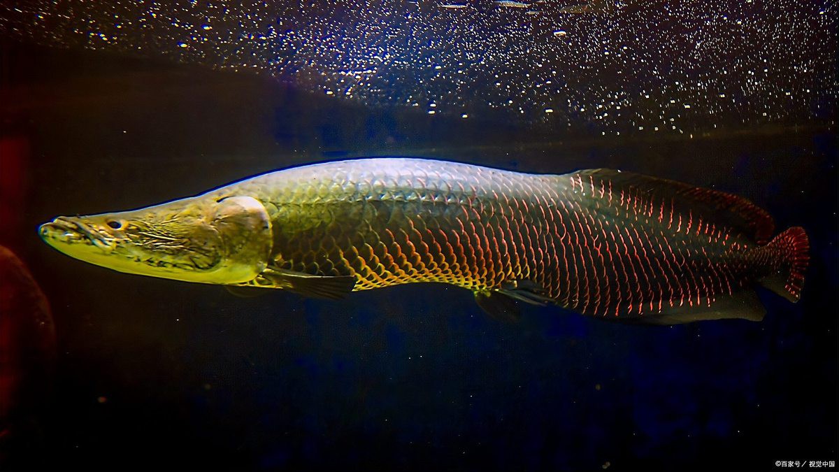 兩條龍魚是吉兆還是兇兆【兩條龍魚是吉兆還是兇兆？】