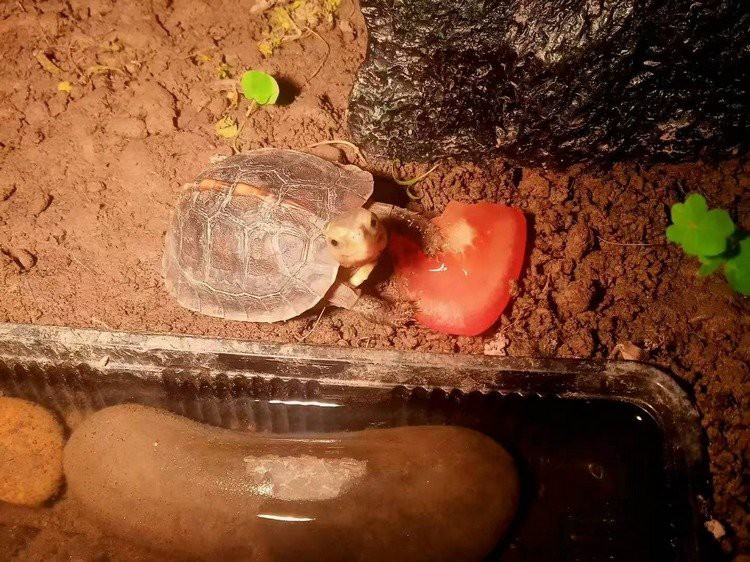 三萬(wàn)年的白龜為什么這么貴呢【三萬(wàn)年白龜天價(jià)之謎】