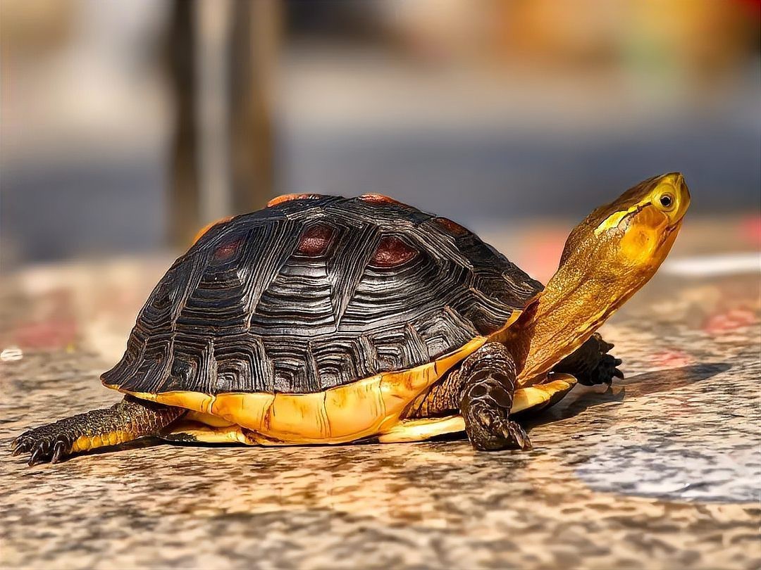 三萬(wàn)年的白龜為什么這么貴呢【三萬(wàn)年白龜天價(jià)之謎】