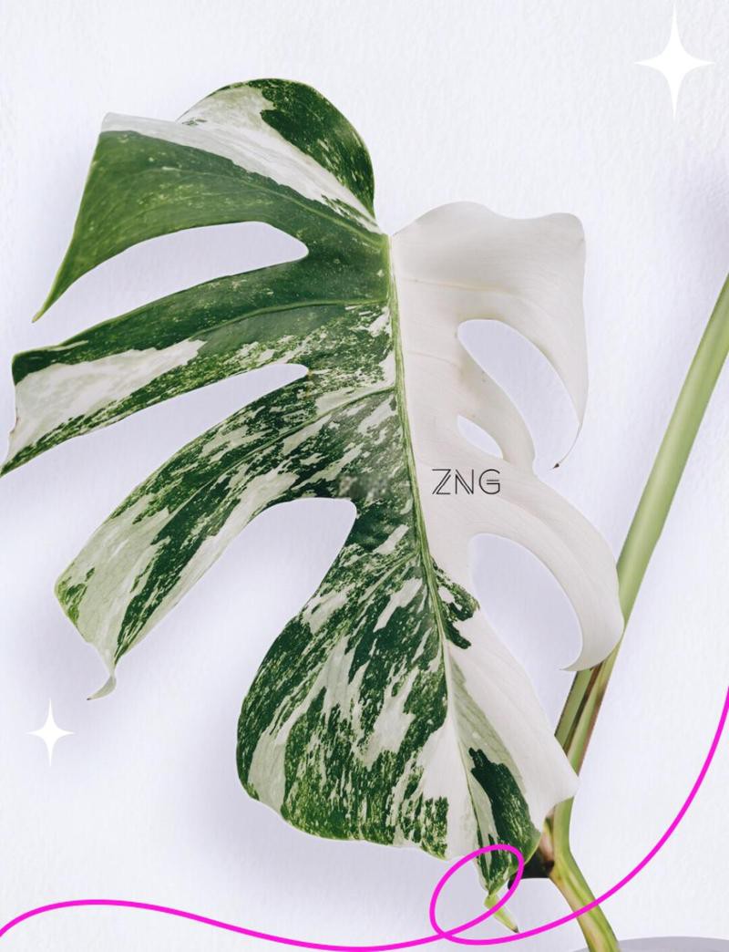 三萬(wàn)年的白龜為什么這么貴呢【三萬(wàn)年白龜天價(jià)之謎】