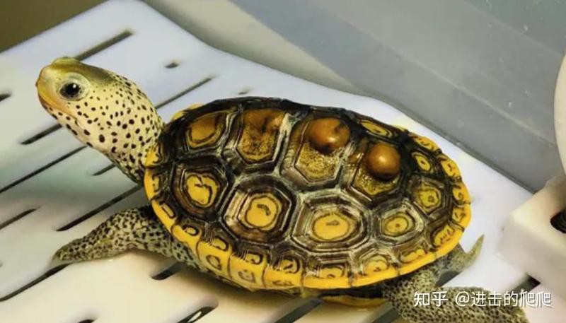 三萬(wàn)年的白龜為什么這么貴呢【三萬(wàn)年白龜天價(jià)之謎】