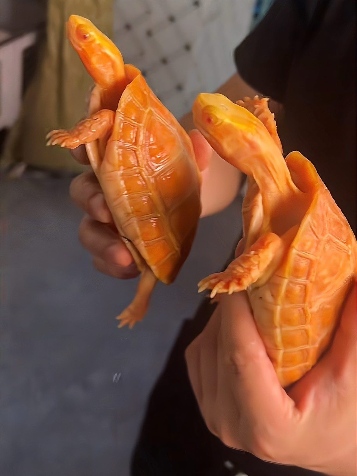 三萬(wàn)年的白龜為什么這么貴呢【三萬(wàn)年白龜天價(jià)之謎】