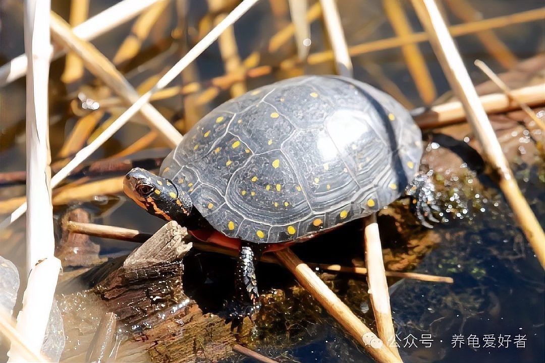 三萬(wàn)年的白龜為什么這么貴呢【三萬(wàn)年白龜天價(jià)之謎】