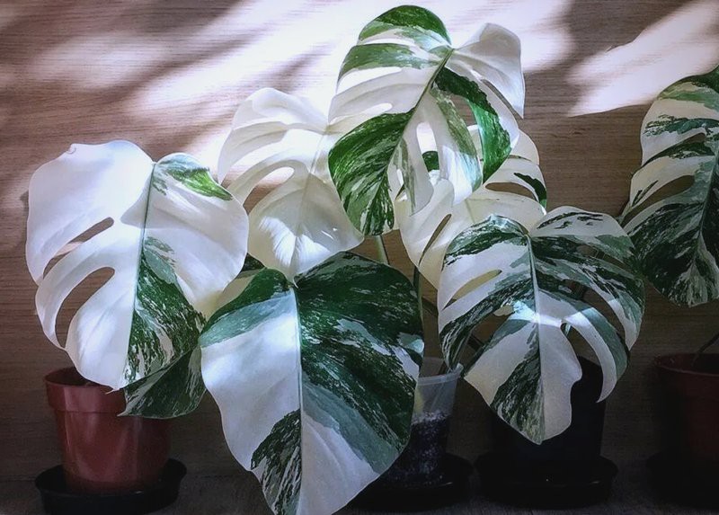 三萬(wàn)年的白龜為什么這么貴呢【三萬(wàn)年白龜天價(jià)之謎】