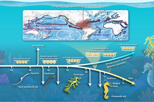 海中龍魚與海龍的區(qū)別【\