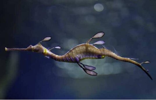 海中龍魚(yú)與海龍的區(qū)別【\