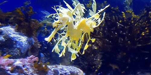 海中龍魚(yú)與海龍的區(qū)別【\