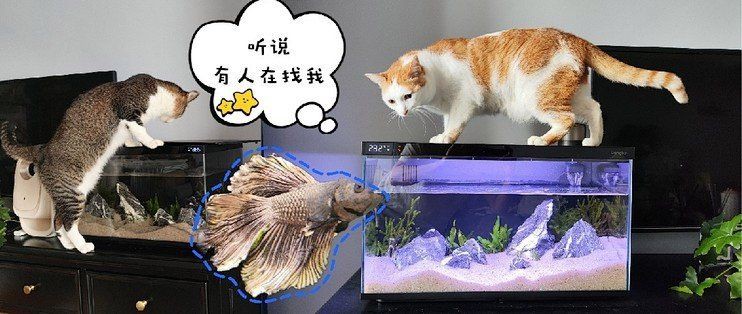 自貢魚缸定做【自貢大型魚缸定做】