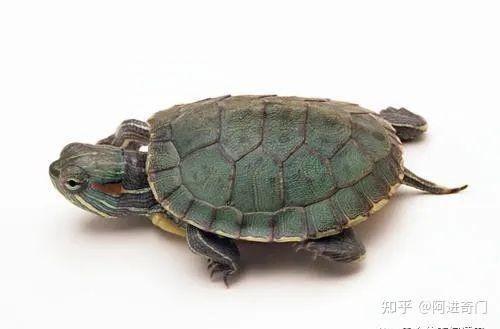 家里養白化龜好嗎吉利嗎【家養哪種龜最適合家里養白化龜招財鎮宅這幾種龜最適合家養】