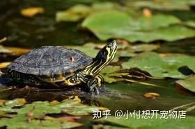 家里養白化龜好嗎吉利嗎【家養哪種龜最適合家里養白化龜招財鎮宅這幾種龜最適合家養】