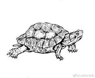 家里養白化龜好嗎吉利嗎【家養哪種龜最適合家里養白化龜招財鎮宅這幾種龜最適合家養】