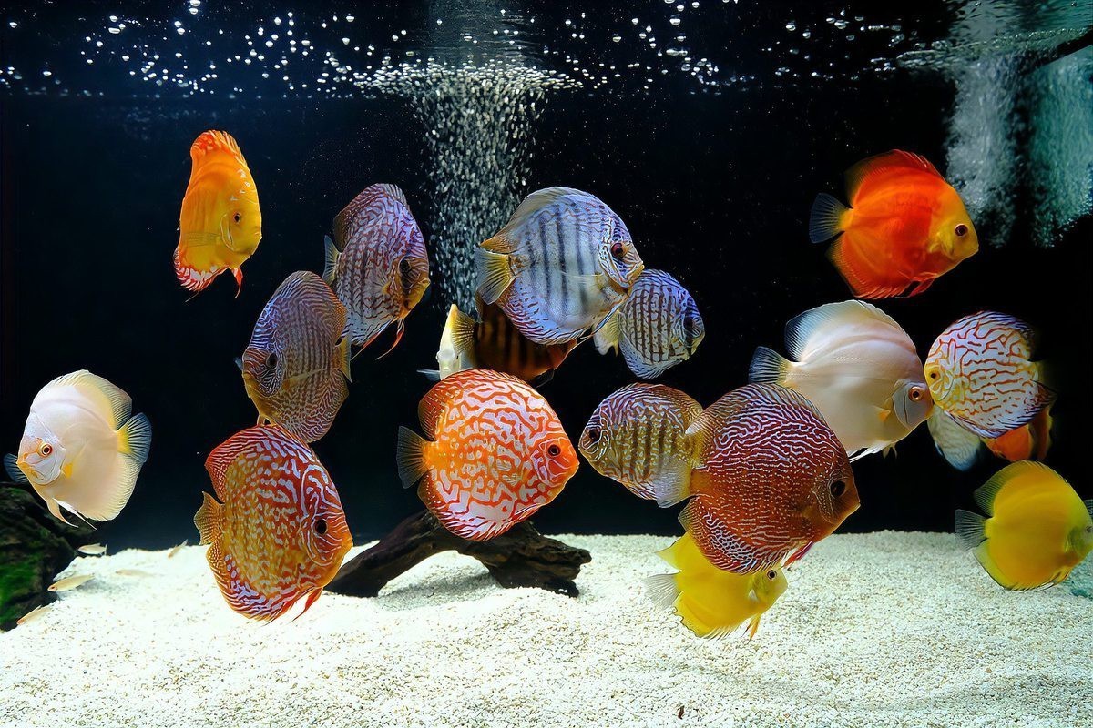 七彩龍魚好養嗎？，《七彩龍魚好養嗎》七彩龍魚飼養難度取決于水質調控能力