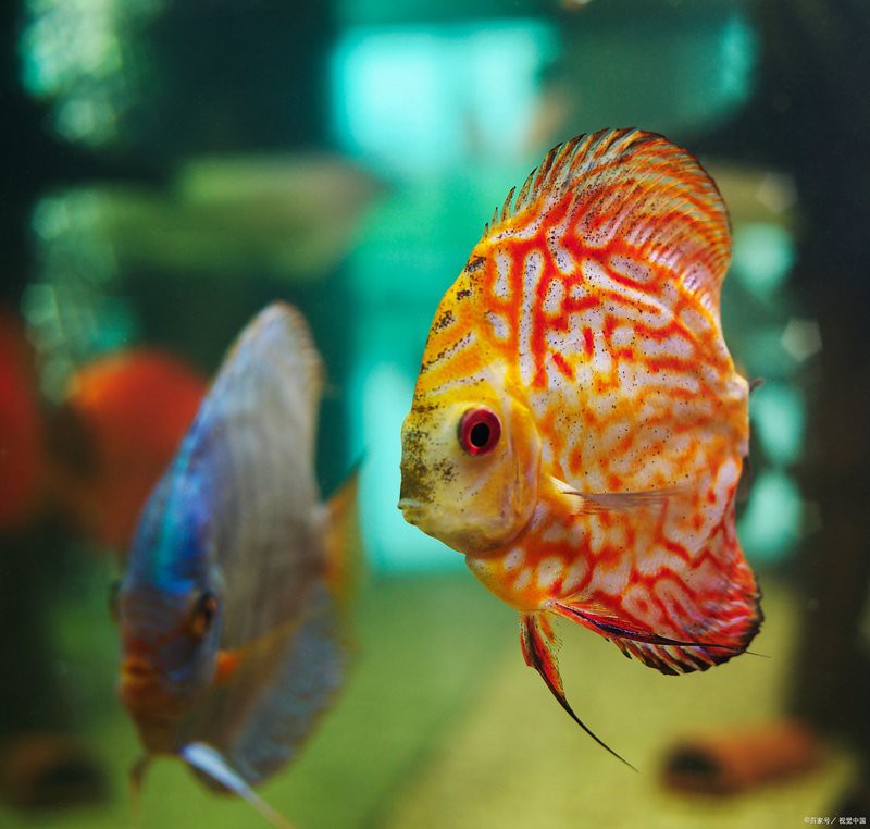 七彩龍魚好養嗎？，《七彩龍魚好養嗎》七彩龍魚飼養難度取決于水質調控能力