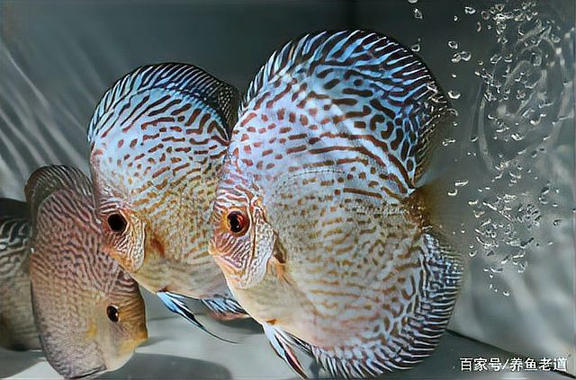 七彩龍魚好養嗎？，《七彩龍魚好養嗎》七彩龍魚飼養難度取決于水質調控能力