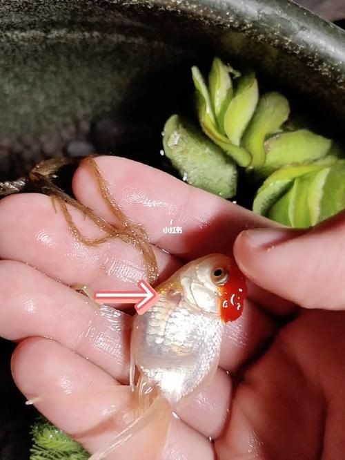 魚鰭根部紅腫充血圖片【(魚鰭根部紅腫充血是觀賞魚常見病癥之一】 魚鰭根部紅腫充血圖片【(魚鰭根部紅腫充血是觀賞魚常見病癥之一】 龍魚百科 第21張