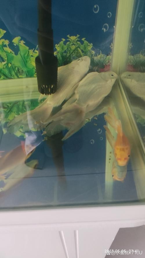 魚鰭根部紅腫充血圖片【(魚鰭根部紅腫充血是觀賞魚常見病癥之一】 魚鰭根部紅腫充血圖片【(魚鰭根部紅腫充血是觀賞魚常見病癥之一】 龍魚百科 第26張