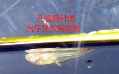 魚鰭根部紅腫充血圖片【(魚鰭根部紅腫充血是觀賞魚常見病癥之一】 魚鰭根部紅腫充血圖片【(魚鰭根部紅腫充血是觀賞魚常見病癥之一】 龍魚百科 第14張