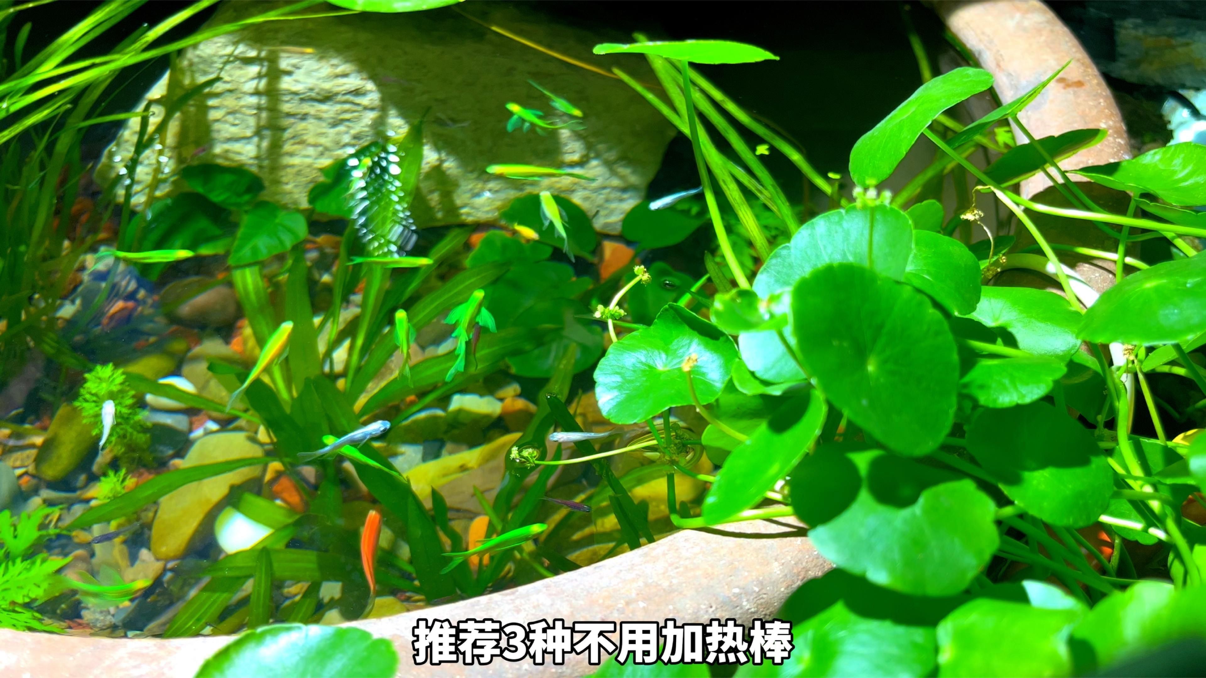 有哪些適合新手養殖的冷水魚【五種最好養的冷水魚，皮實漂亮又便宜】