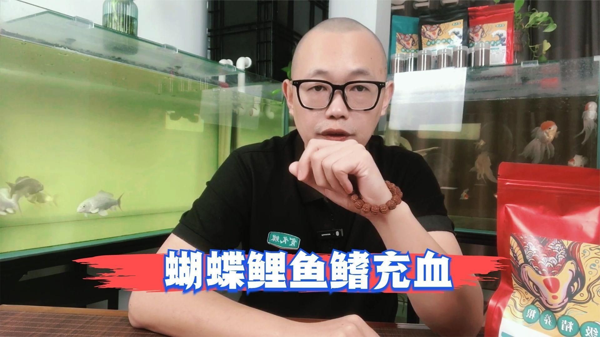 如何預防魚鰭充血再次發生？【錦之鯉,03:26孔雀魚鰭充血咋回事新手魚友你別慌】
