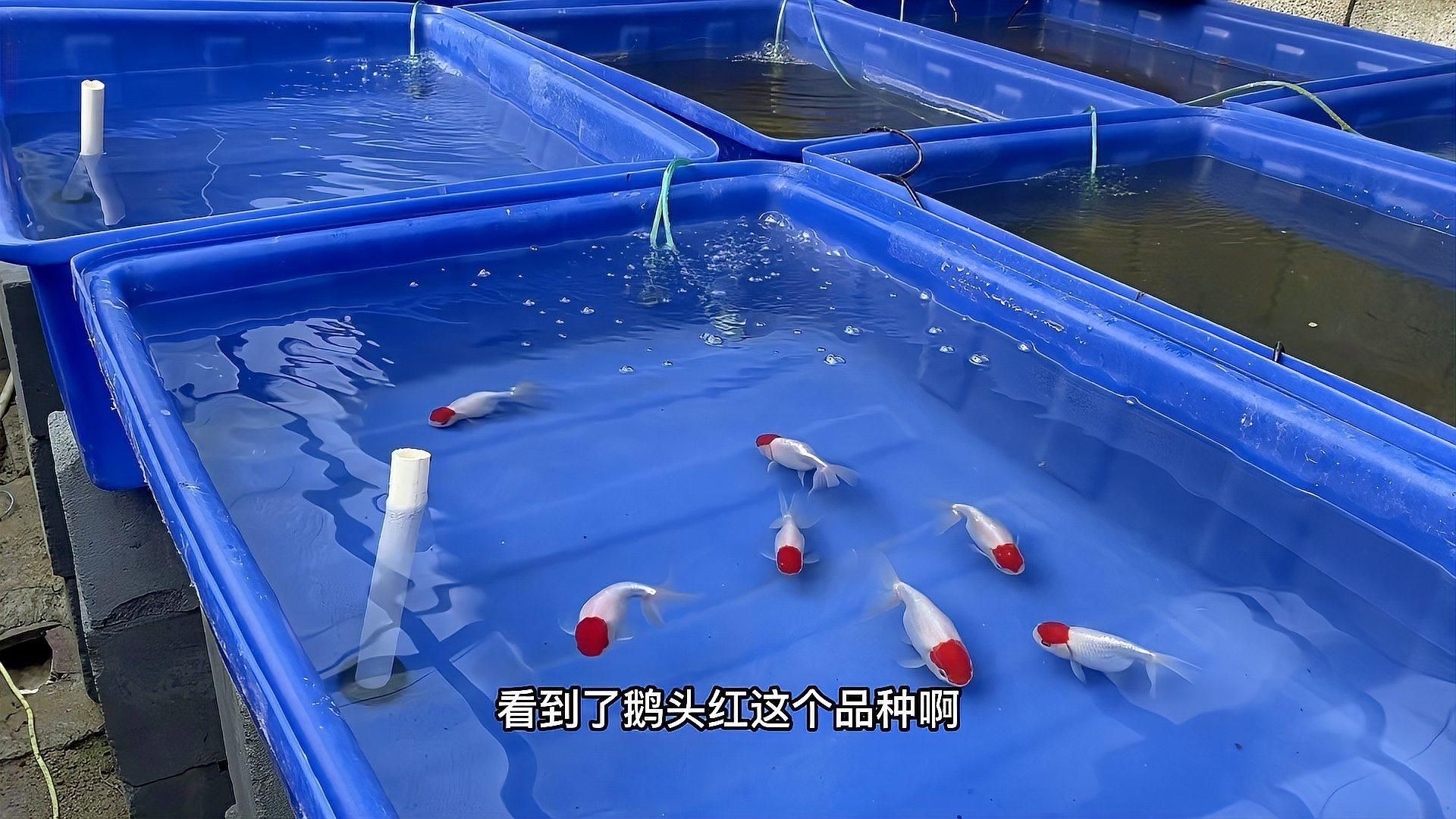 如何預防魚鰭充血再次發生？【錦之鯉,03:26孔雀魚鰭充血咋回事新手魚友你別慌】