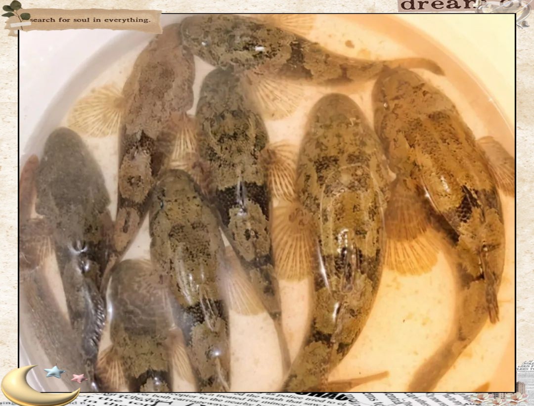 石頭魚市場多少錢一斤【石頭魚的價值與生態(tài)啟示】