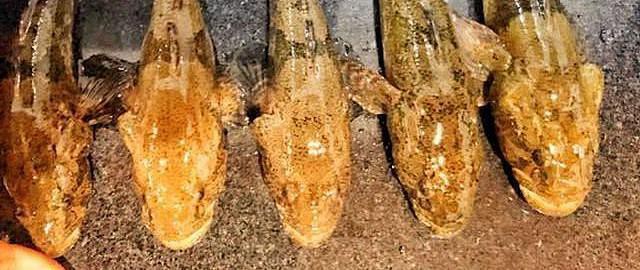 石頭魚市場多少錢一斤【石頭魚的價值與生態(tài)啟示】