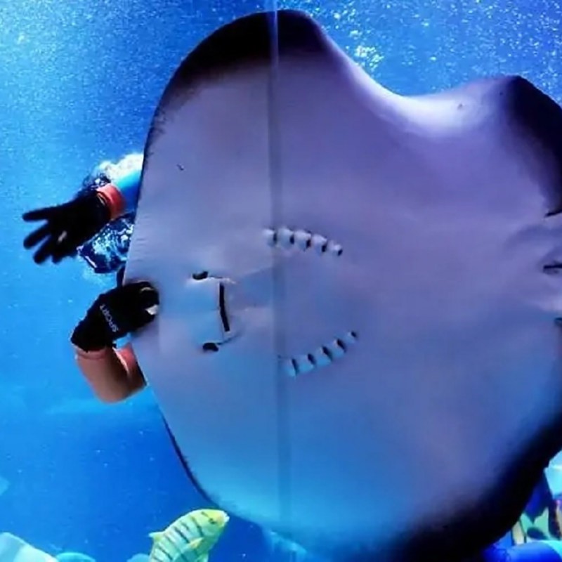世界上最大的鰩魚【世界上最大的鰩魚\