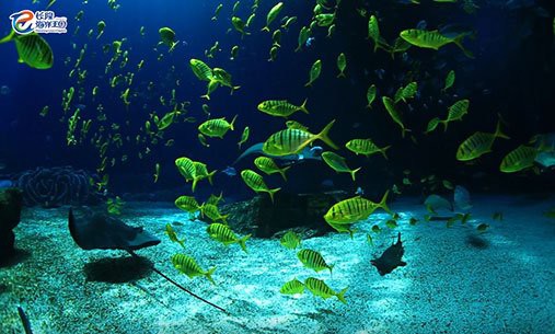 世界上最大的鰩魚【世界上最大的鰩魚\