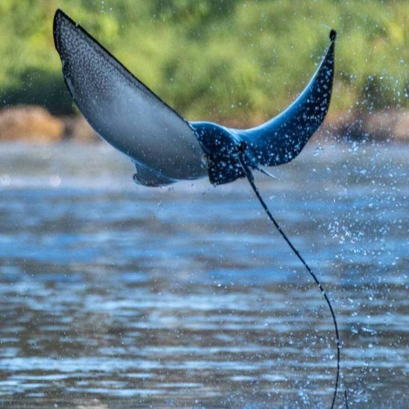 世界上最大的鰩魚【世界上最大的鰩魚\