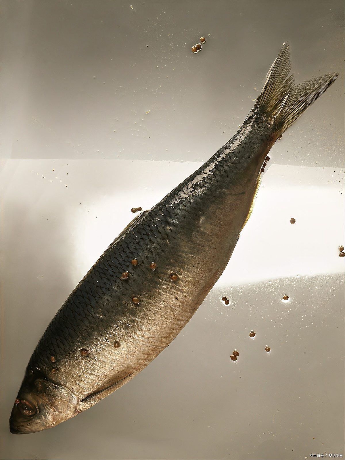 世界上最大的鰩魚【世界上最大的鰩魚\