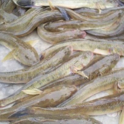 福建叫光魚是什么魚【福建所稱的“光魚”是什么魚？】