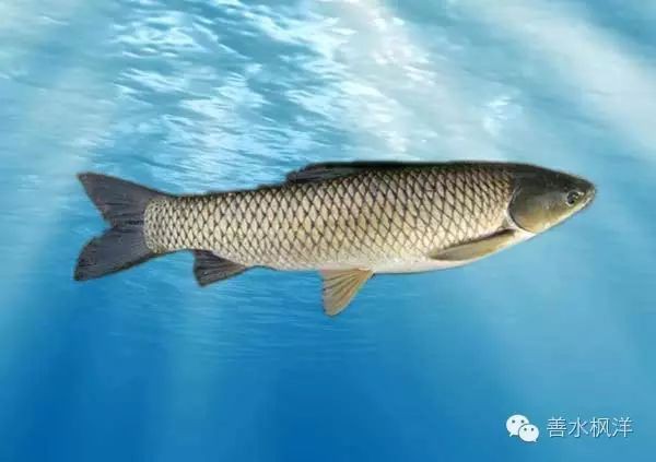 福建叫光魚是什么魚【福建所稱的“光魚”是什么魚？】