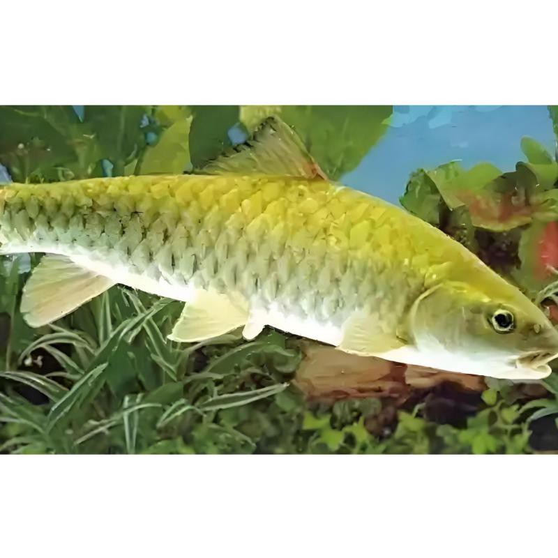 福建叫光魚是什么魚【福建所稱的“光魚”是什么魚？】