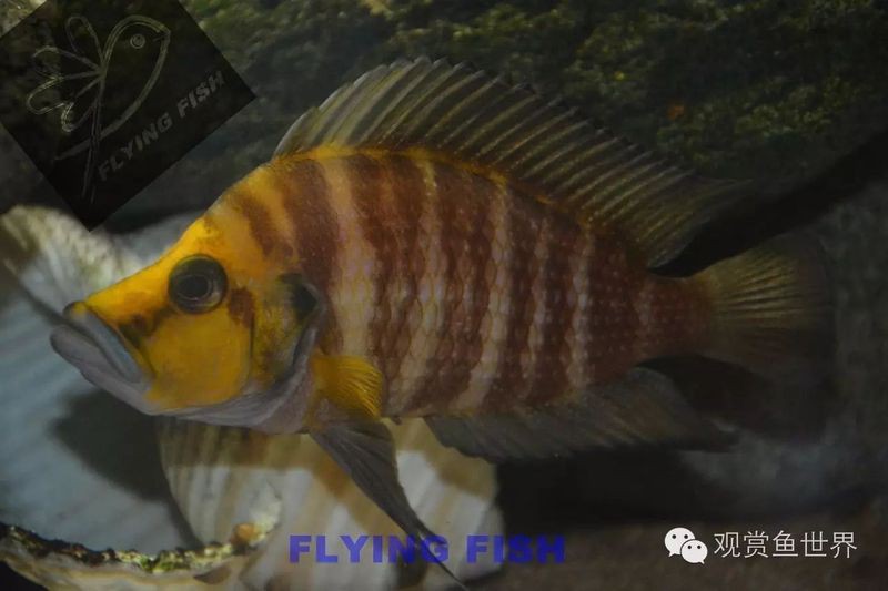 三湖慈鯛虎魚能長多大【三湖慈鯛的飼養技巧】