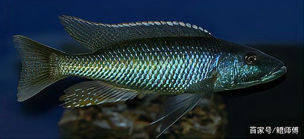三湖慈鯛虎魚能長多大【三湖慈鯛的飼養技巧】