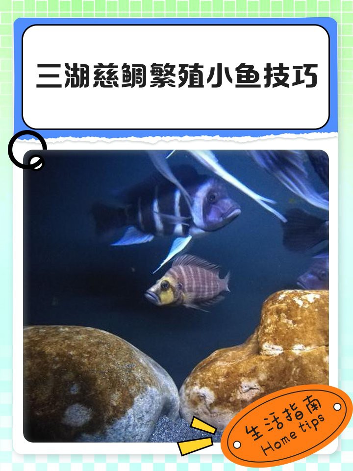 三湖慈鯛虎魚能長多大【三湖慈鯛的飼養技巧】