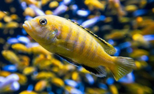 三湖慈鯛虎魚能長多大【三湖慈鯛的飼養技巧】