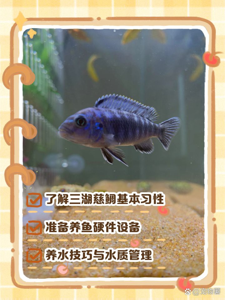 三湖慈鯛虎魚能長多大【三湖慈鯛的飼養技巧】