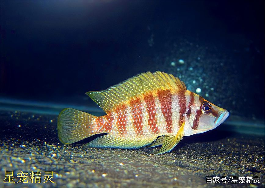 三湖慈鯛虎魚能長多大【三湖慈鯛的飼養技巧】