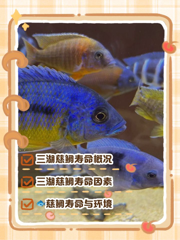 三湖慈鯛虎魚能長多大【三湖慈鯛的飼養技巧】