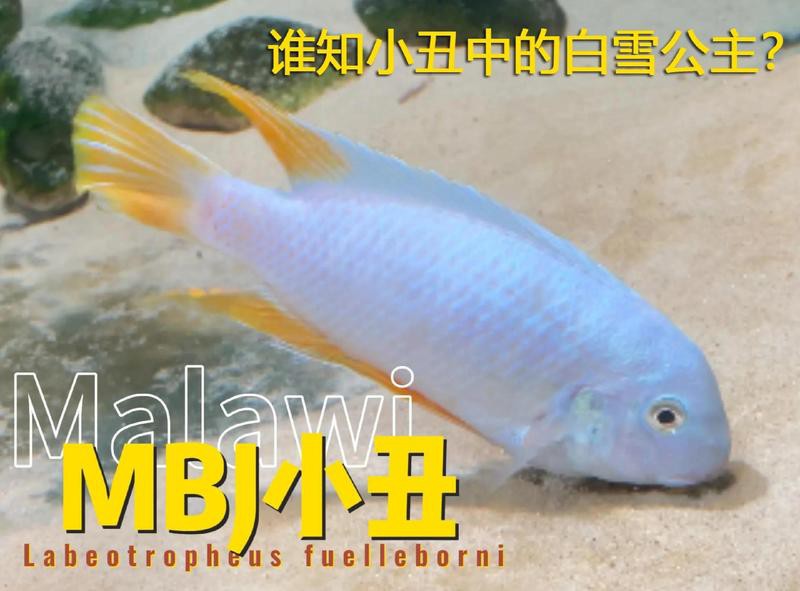三湖慈鯛虎魚能長多大【三湖慈鯛的飼養技巧】