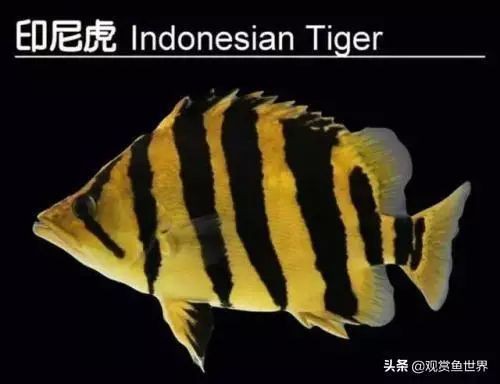三湖慈鯛虎魚能長多大【三湖慈鯛的飼養技巧】