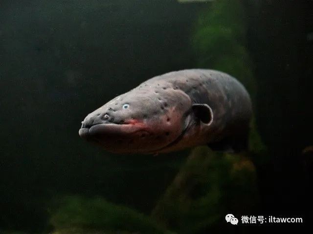 電鰻還是電鰻讀幾聲【《極電鰻，生物語言幾視角》】