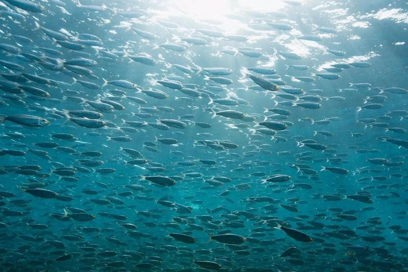 電鰻還是電鰻讀幾聲【《極電鰻，生物語言幾視角》】