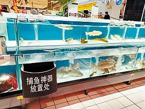 東北三道鱗魚多少錢一斤【2025年8月東北地區三道鱗魚價格分析】 東北三道鱗魚多少錢一斤【2025年8月東北地區三道鱗魚價格分析】 龍魚論壇 第3張