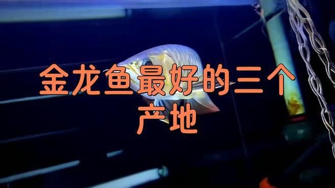 馬來西亞龍魚【馬來西亞龍魚的神秘世界】