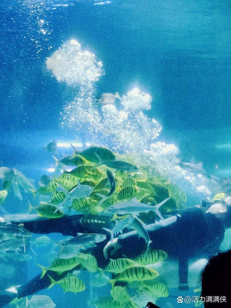 安陽水族店【安陽哪家水族店口碑最好】 安陽水族店【安陽哪家水族店口碑最好】 全國水族館企業名錄 第3張